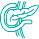 Pancreas
